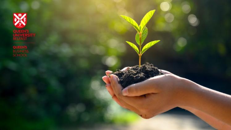 Hand holding a young tree sapling
